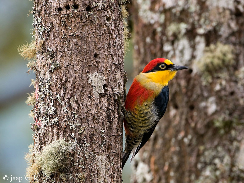 Yellow-fronted Woodpecker - Goudmaskerpecht - Melanerpes flavifrons