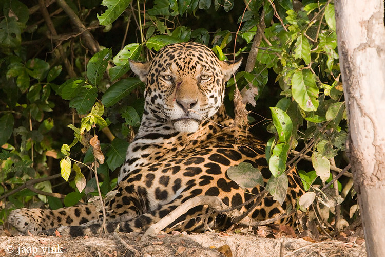 Jaguar - Jaguar - Panthera onca