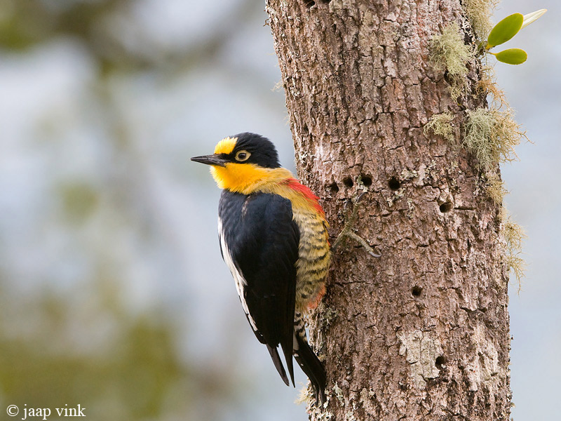 Yellow-fronted Woodpecker - Goudmaskerpecht - Melanerpes flavifrons