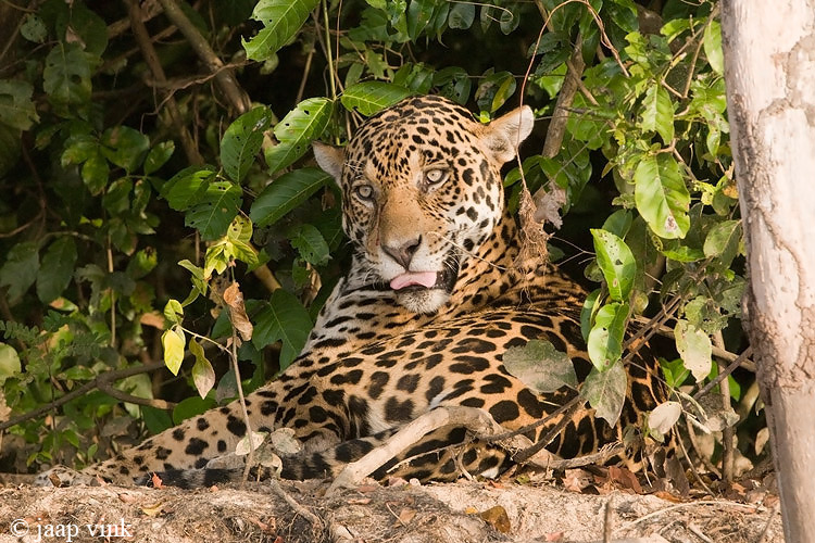 Jaguar - Jaguar - Panthera onca