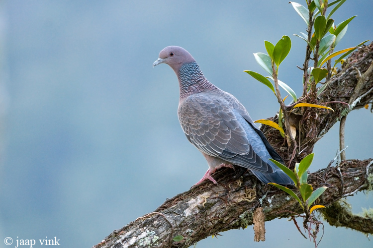 Picazuro Pigeon - Picazuroduif - Columba picazuro