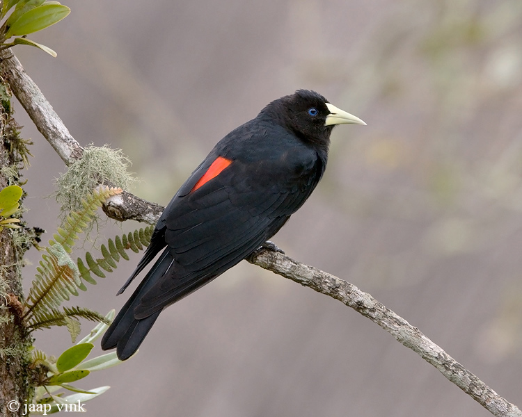 Red-rumped Cacique - Roodstuit-buidelspreeuw - Cacicus haemorrhous