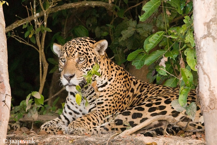 Jaguar - Jaguar - Panthera onca