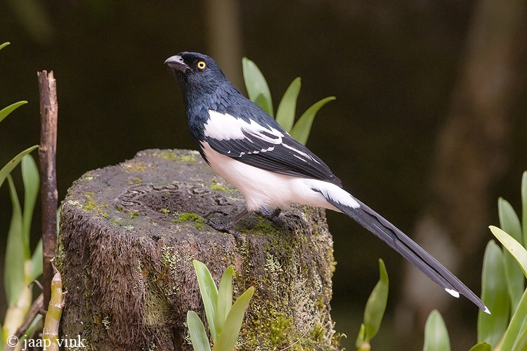 Magpie Tanager - Ekstertangare -  Cissopis leverianus