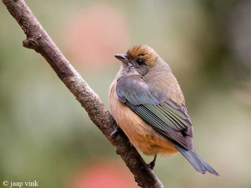 Burnished-buff Tanager - Sabeltangare - Tangara cayana
