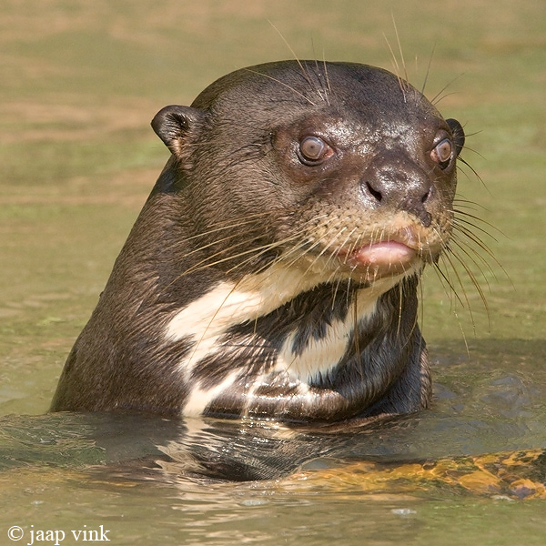 Giant Otter - Reuzenotter - Pteronura brasiliensis