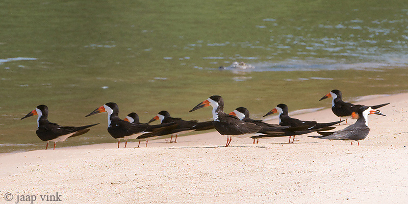 Black Skimmer - Amerikaanse Schaarbek - Rynchops niger