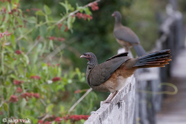 Chaco Chachalaca - Chaco-chachalaca - Ortalis canicollis