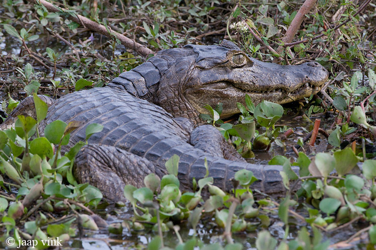 Yacare Caiman - Yacarekaaiman - Caiman yacare