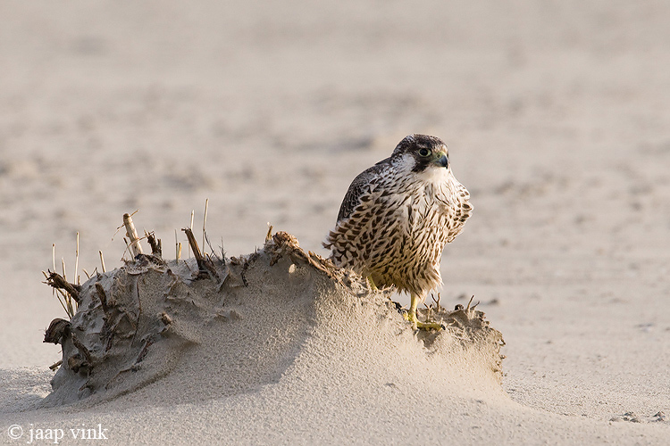 Peregrine - Slechtvalk - Falco peregrinus