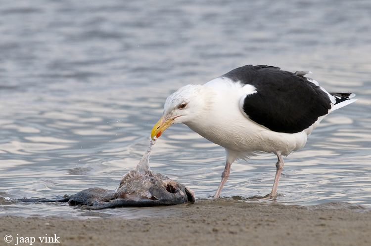 Greater Black-backed Gull - Grote Mantelmeeuw - Larus marinus
