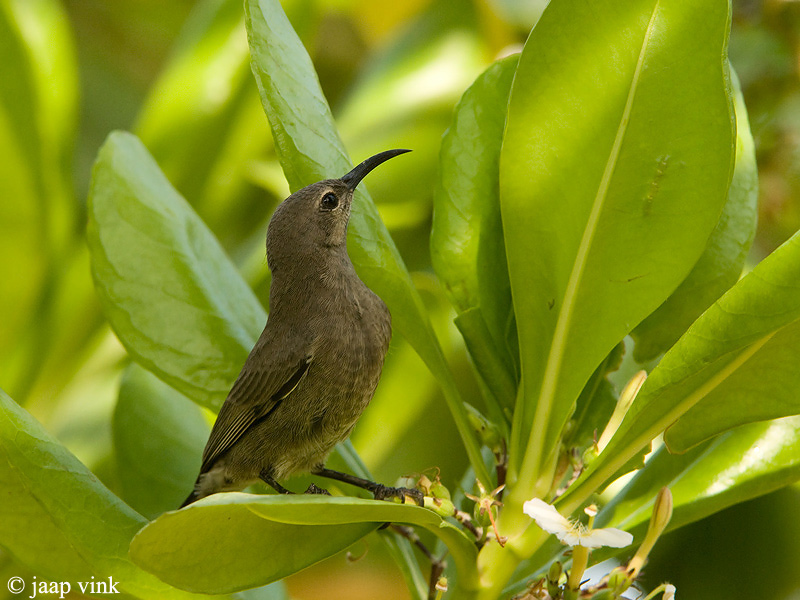 Shining Sunbird - Glanshoningzuiger - Nectarinia habessinica