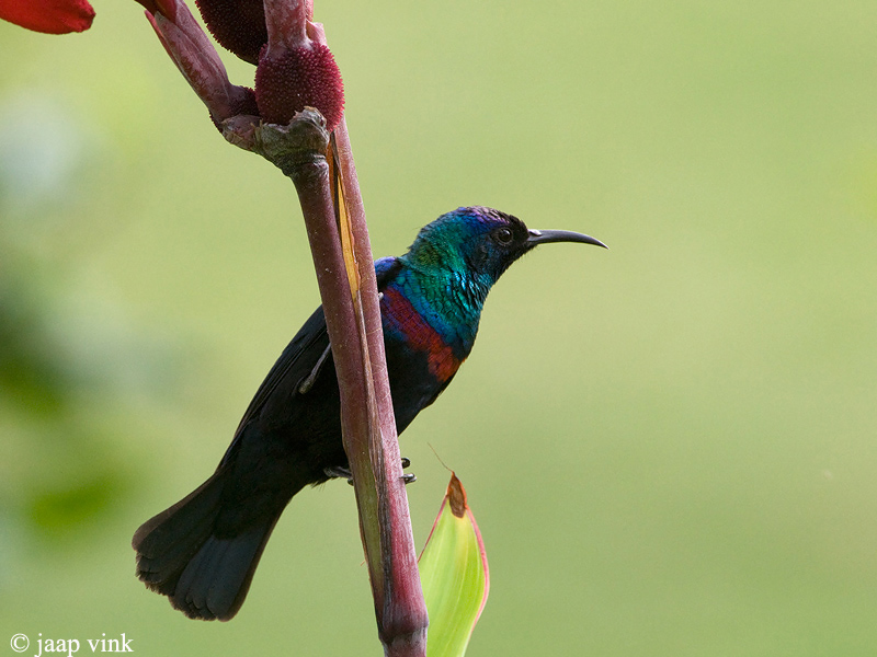 Shining Sunbird - Glanshoningzuiger - Nectarinia habessinica