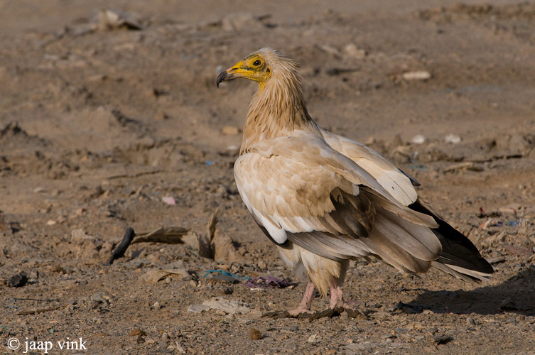 Egyptian Vulture - Aasgier - Neophron percnopterus