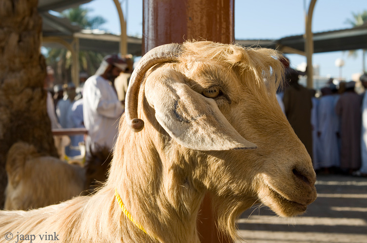 Friday Livestock Souq