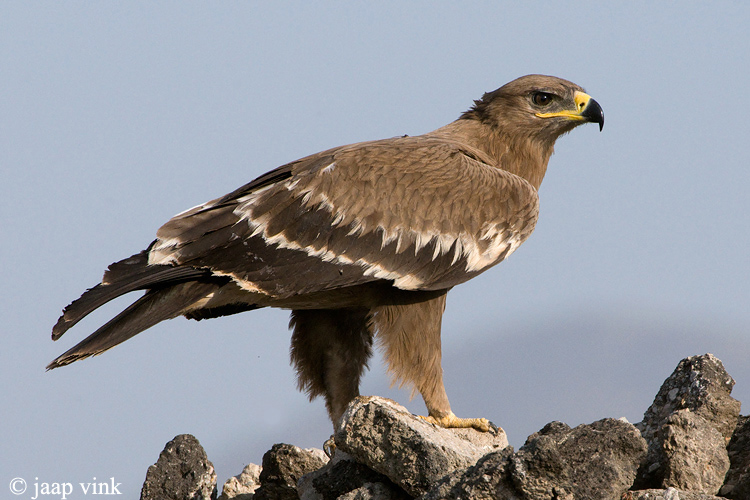 Steppe Eagle - Steppearend - Aquila nipalensis