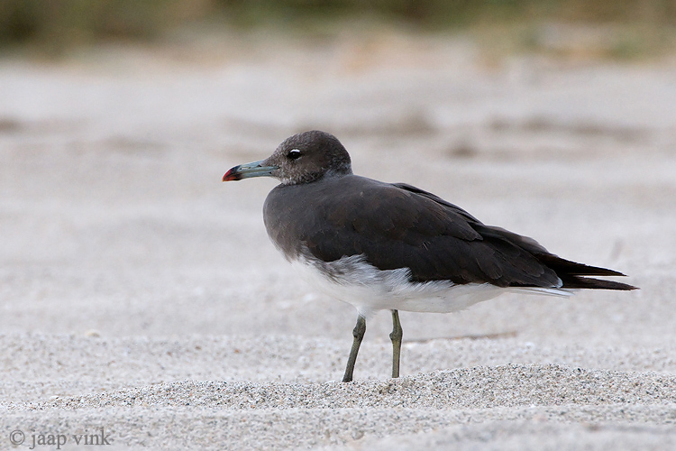 Sooty Gull - Hemprichs Meeuw - Larus hemprichii