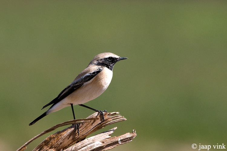 Desert Wheatear - Woestijntapuit - Oenanthe deserti