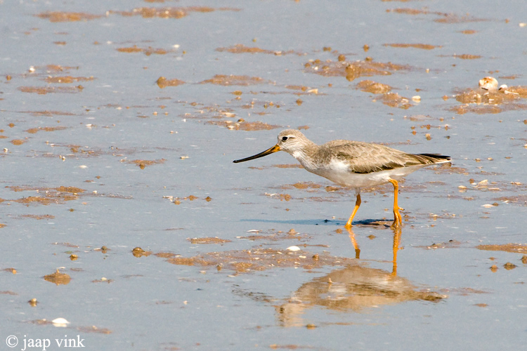 Terek Sandpiper - Terekruiter - Xenus cinereous