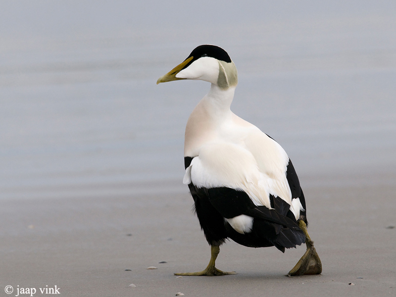 Eider - Eider - Somateria mollissima