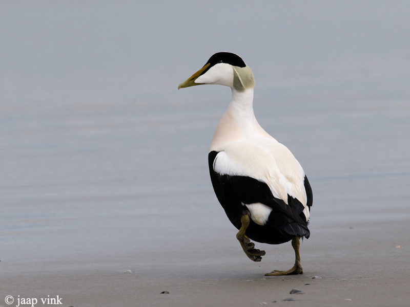 Eider - Eider - Somateria mollissima