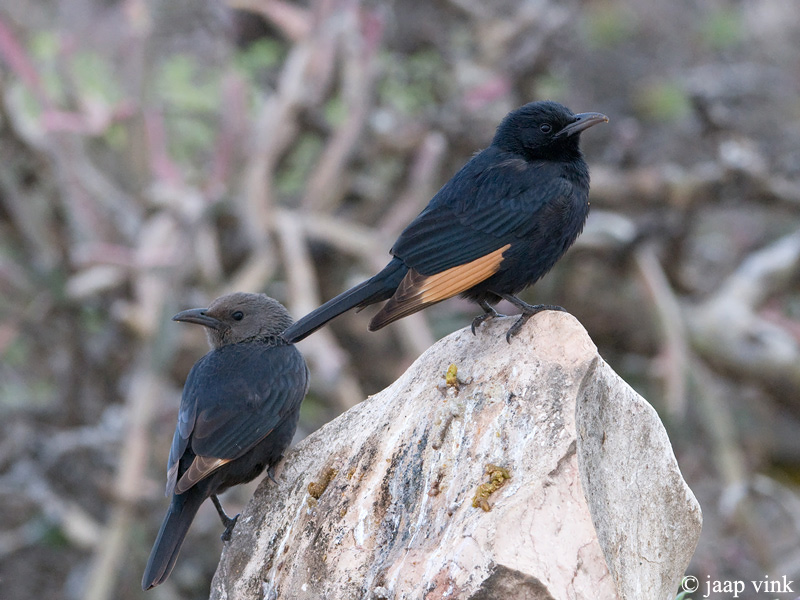 Tristrams Starling - Tristrams Spreeuw - Onychognathus tristramii