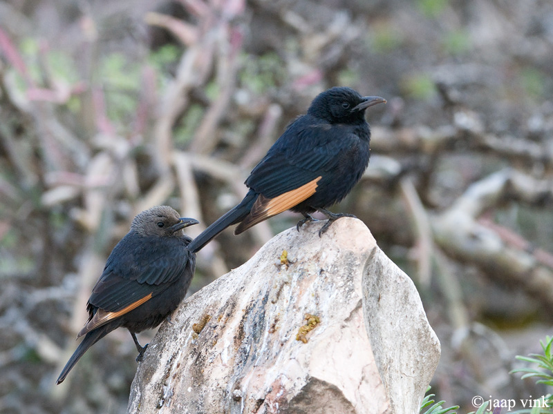 Tristrams Starling - Tristrams Spreeuw - Onychognathus tristramii