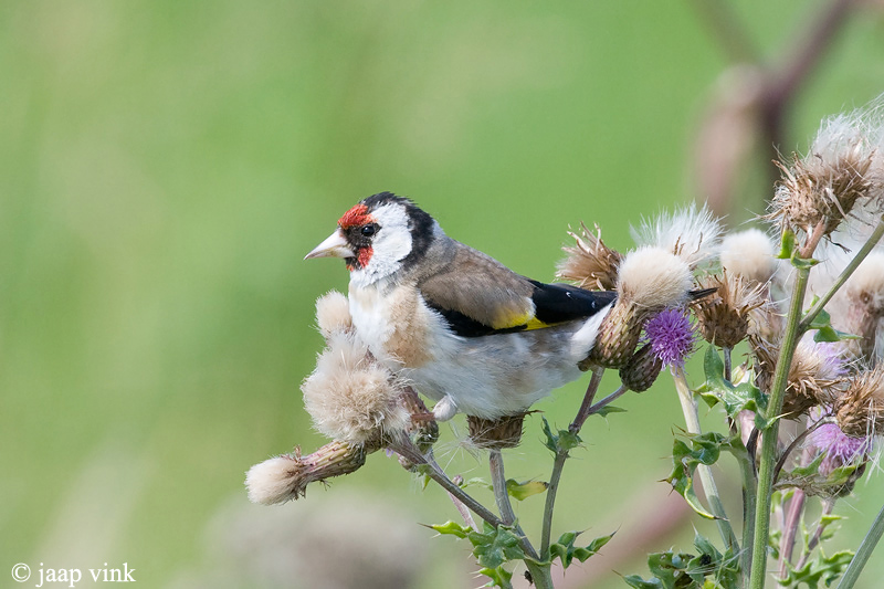 Goldfinch - Putter - Carduelis carduelis