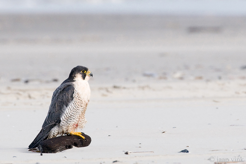 Peregrine - Slechtvalk - Falco peregrinus