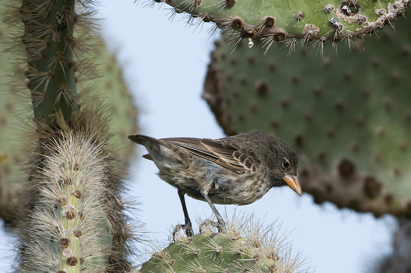 Cactus Finch - Cactusgrondvink - Geospiza scandens