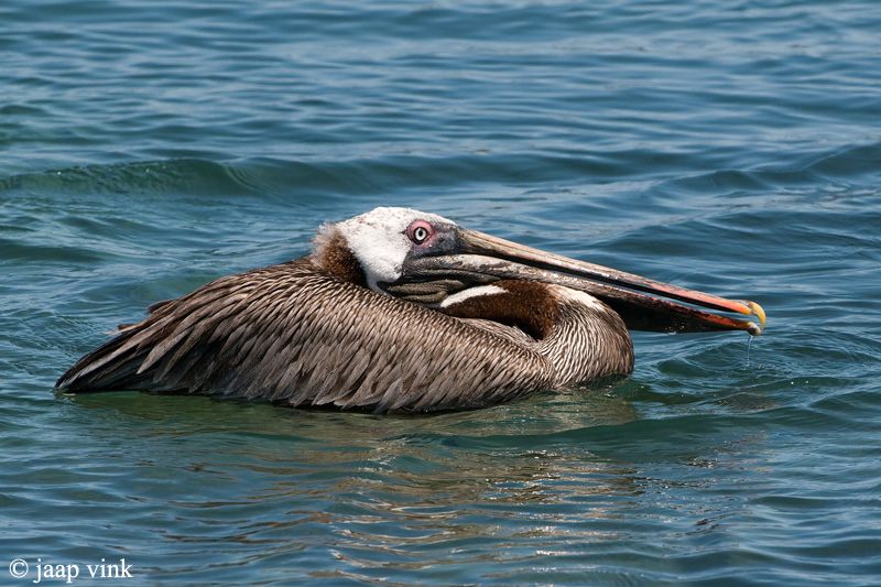 Brown Pelican - Bruine Pelikaan - Pelecanus occidentalis