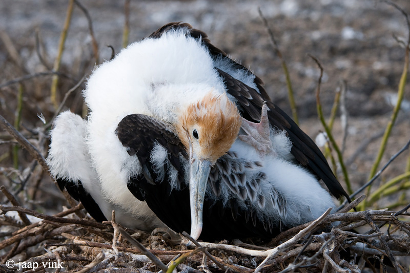 Great Frigatebird - Grote Fregatvogel - Fregata minor