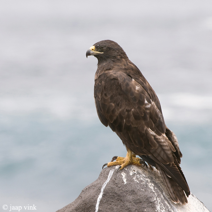 Galpagos Hawk - Galapagosbuizerd - Buteo galapagoensis
