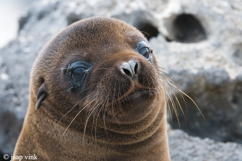 Galapagos Sea Lion - Galapagos Zeeleeuw - Zalophus californianus wollebaeki