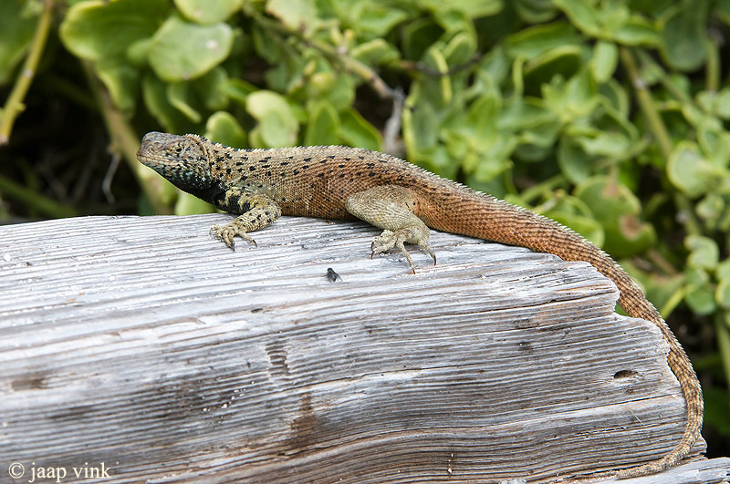 Espanola Lava Lizard - Espanola Lavahagedis - Microlophus delanonis
