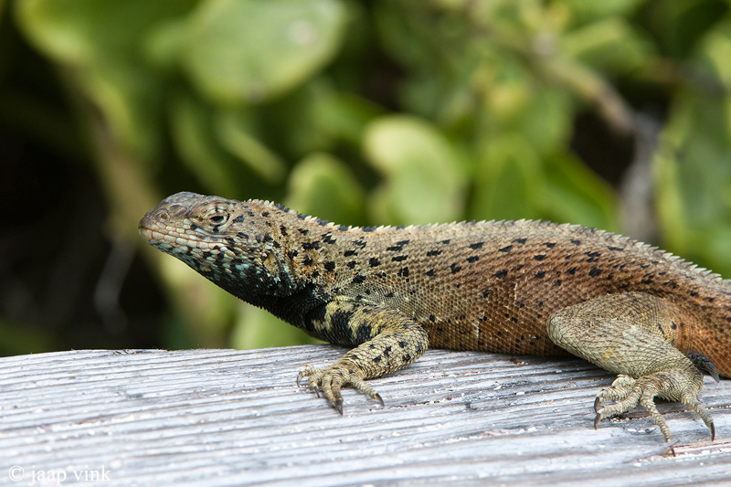 Espanola Lava Lizard - Espanola Lavahagedis - Microlophus delanonis