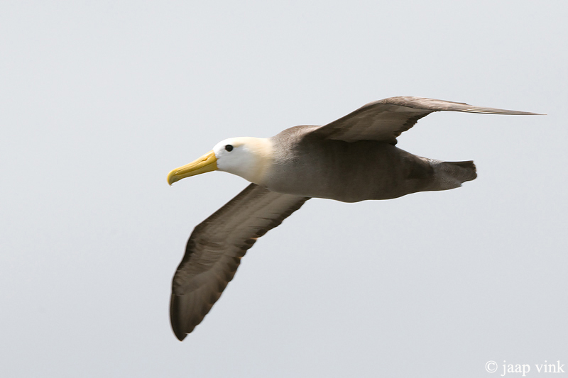 Waved Albatross - Galpagosalbatros - Diomedea irrorata