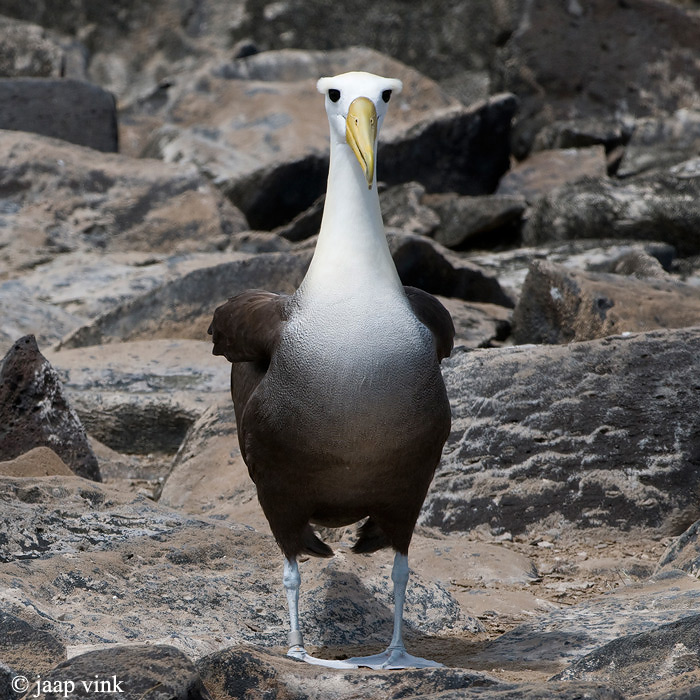 Waved Albatross - Galpagosalbatros - Diomedea irrorata