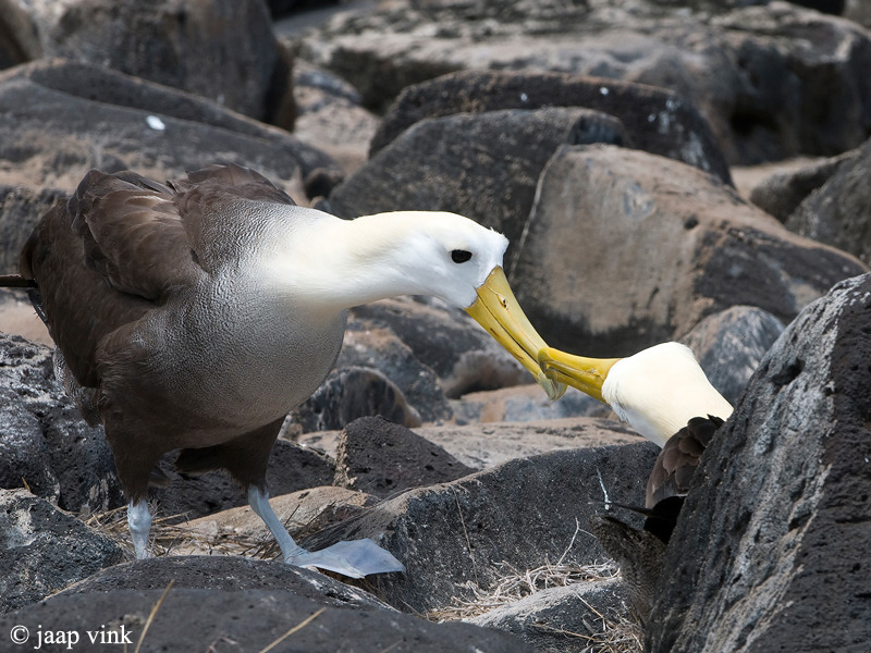 Waved Albatross - Galpagosalbatros - Diomedea irrorata