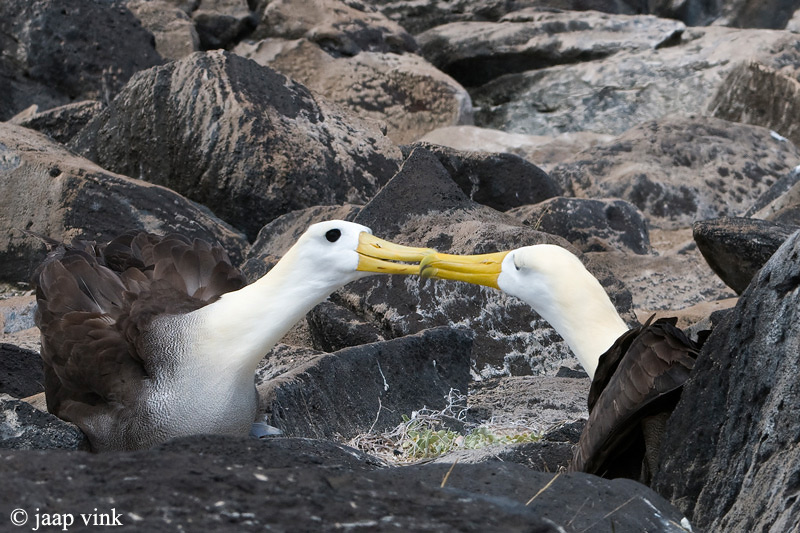 Waved Albatross - Galpagosalbatros - Diomedea irrorata