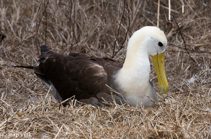 Waved Albatross - Galpagosalbatros - Diomedea irrorata