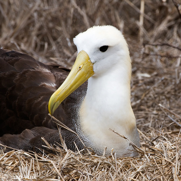 Waved Albatross - Galpagosalbatros - Diomedea irrorata