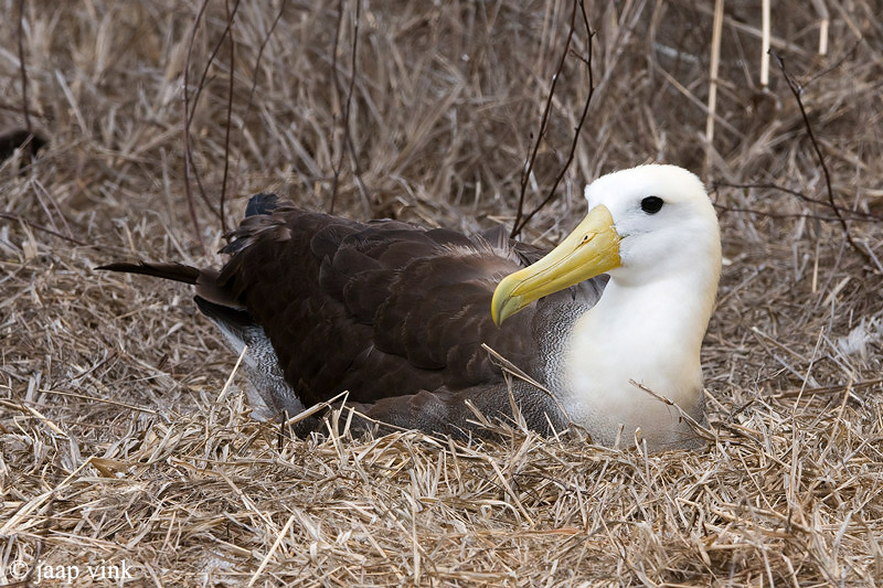 Waved Albatross - Galpagosalbatros - Diomedea irrorata