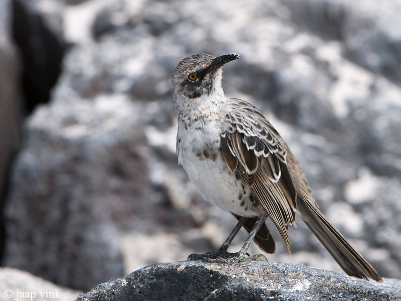 Hood Mockingbird - Kapspotlijster - Neomimus macdonaldi