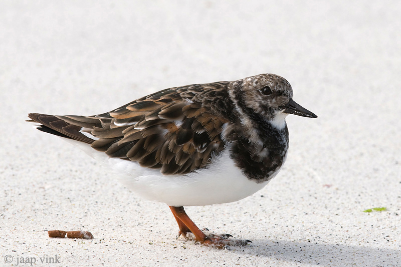 Ruddy Turnstone - Steenloper - Arenaria interpres