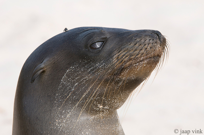 Galapagos Sea Lion - Galapagos Zeeleeuw - Zalophus californianus wollebaeki