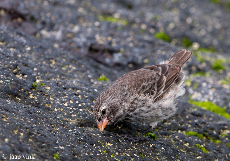 Small Ground Finch - Kleine Grondvink - Geospiza fuliginosa