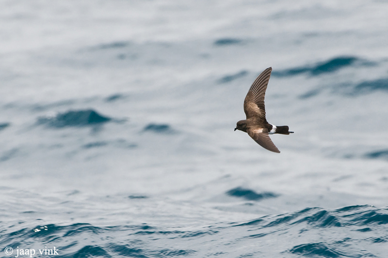 White-vented Storm-Petrel - Sierlijk Stormvogeltje - Oceanites gracilis galapagoensis