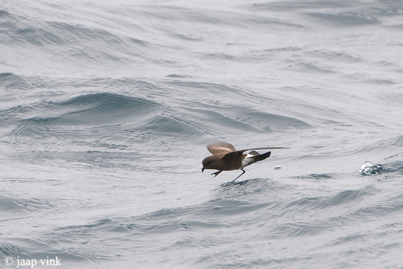 White-vented Storm-Petrel - Sierlijk Stormvogeltje - Oceanites gracilis galapagoensis