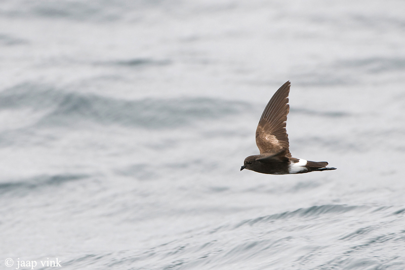 White-vented Storm-Petrel - Sierlijk Stormvogeltje - Oceanites gracilis galapagoensis